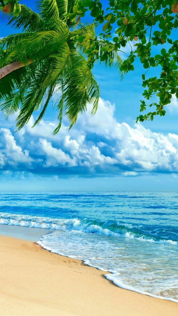 Beach and palm tree picture